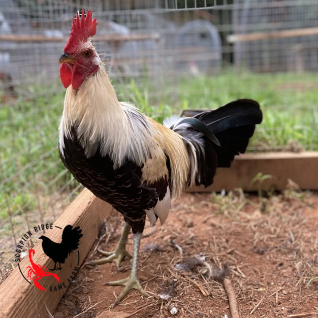 shorty bullock grey gamefowl stag 6